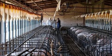 Chaco dirigirá esfuerzos para el crecimiento de su industria porcina\u002E (Web)\u002E