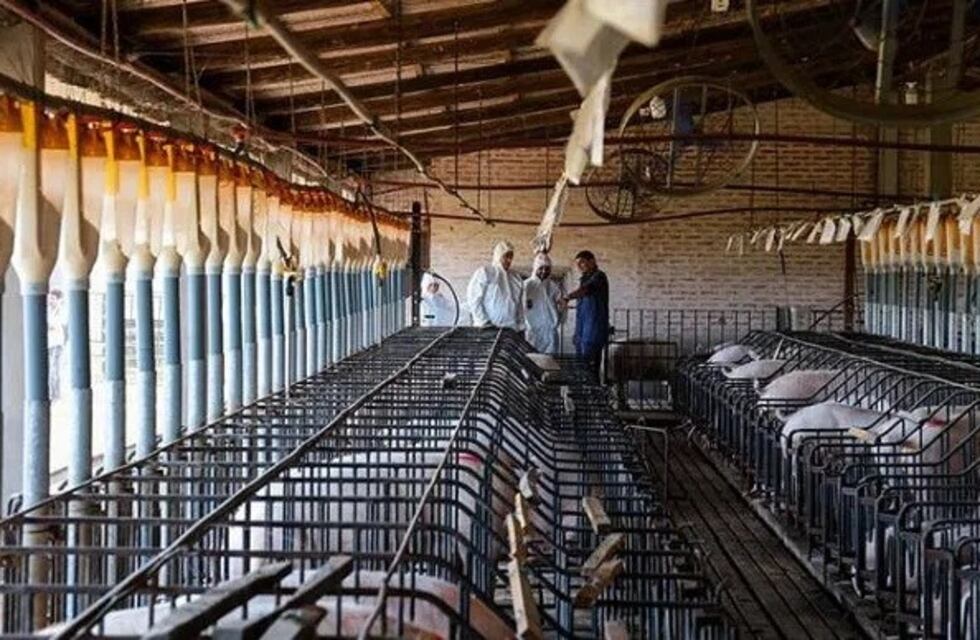 Chaco dirigirá esfuerzos para el crecimiento de su industria porcina