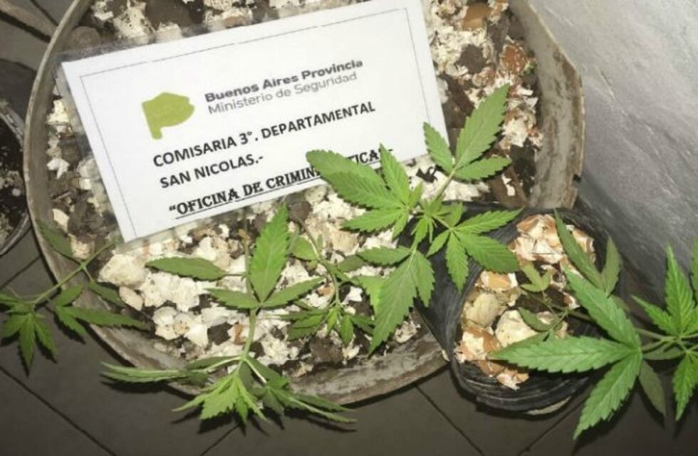 Allanamiento por robo terminó con el secuestro de varios plantines de marihuana