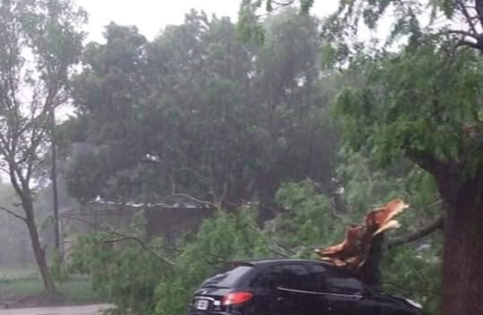 Caída de árboles como consecuencia de las fuertes tormentas sobre Marcos Juárez