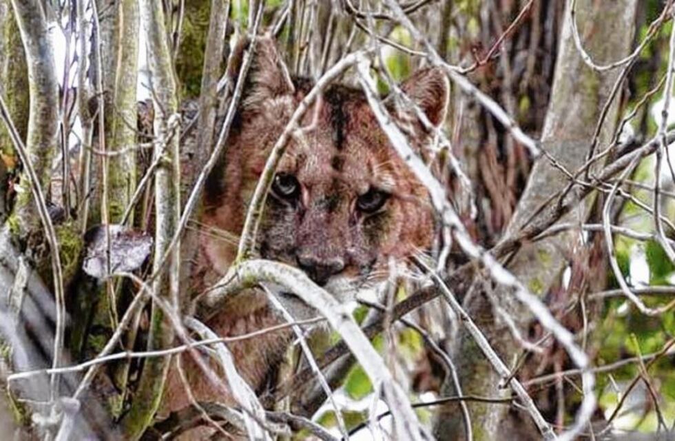 Pumas atacaron un rebaño y mataron 40 chivas en Neuquén