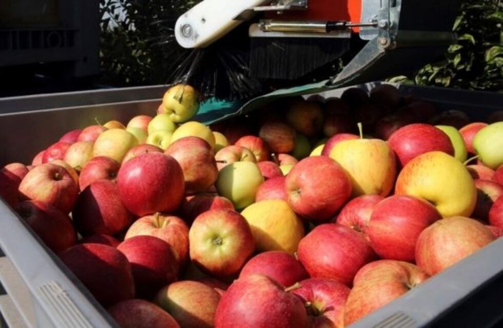 Autorizan el envío de manzanas rionegrinas a Brasil