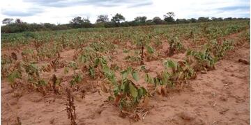Proponen declarar la emergencia económica, agropecuaria y ganadera en Chaco