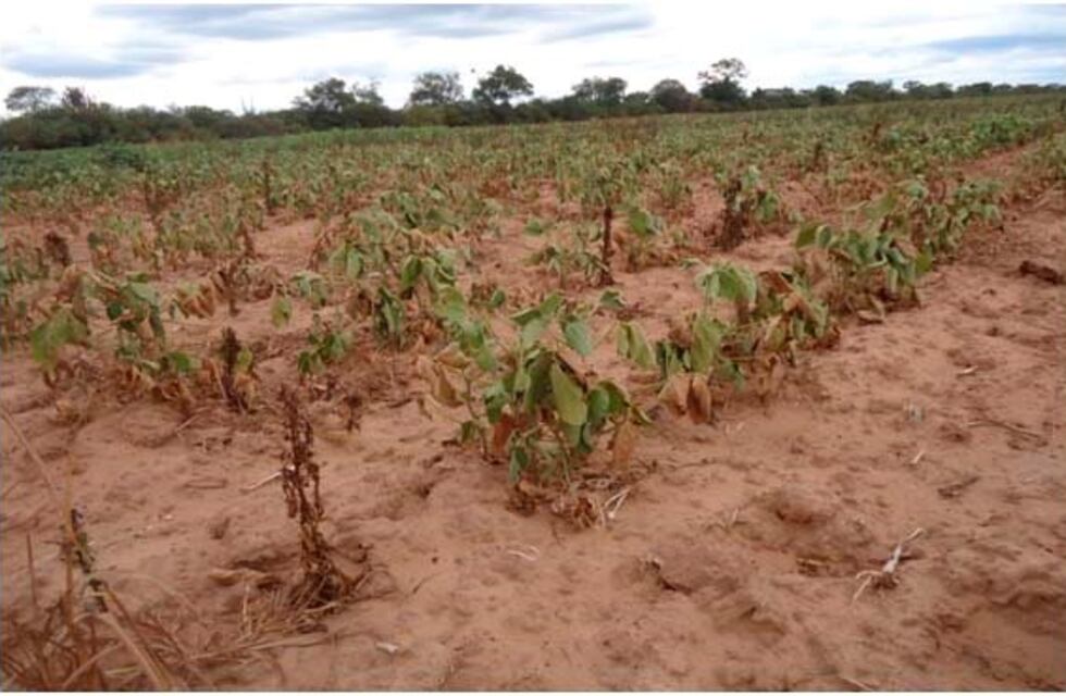 Proponen declarar la emergencia económica, agropecuaria y ganadera en Chaco
