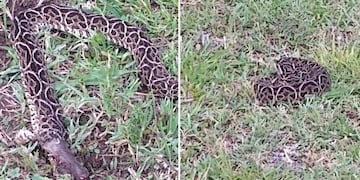 Pánico en Tandil: apareció una yarará de 1 metro de largo en una casa