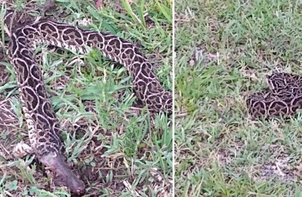 Pánico en Tandil: apareció una yarará de 1 metro de largo en una casa