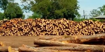 Valerio Oliva Forestal