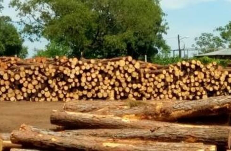 La foresto-industria vuelve a exportar de la mano de tres mujeres