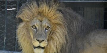 Trasladan a los leones de La Plata\u002E