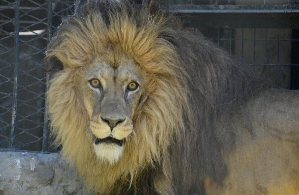 Los leones del zoo platense están listos para viajar a Minnesota
