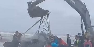 Un grupo trababaj para desencallar a la ballena (Web)