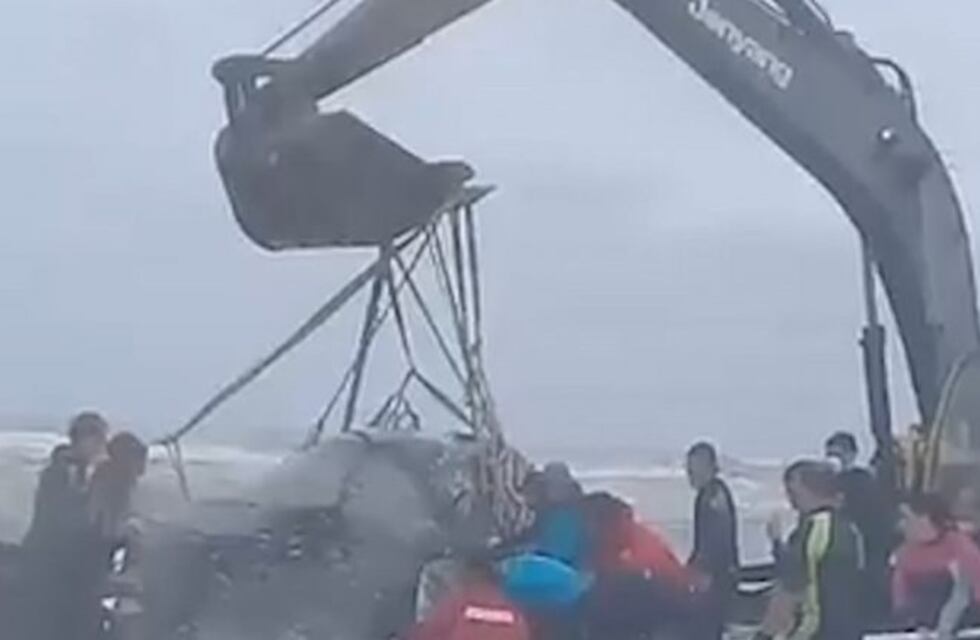 Trabajan para desencallar una ballena en la costa de Mar del Tuyú