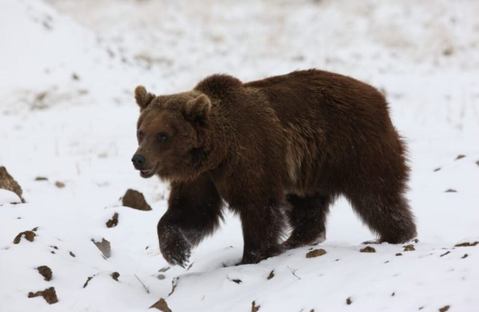 El video que emociona a toda la Argentina: la reacción de osos pardos al ser liberados