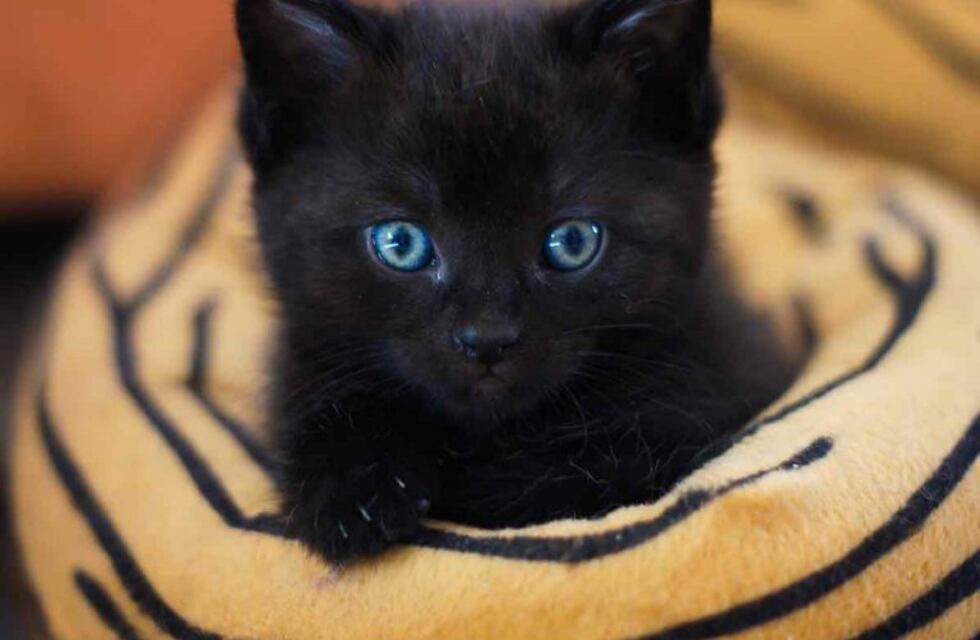 Conmoción en las redes por una gatita de "dos caras"