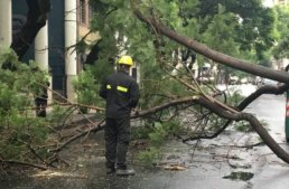 Cayó un árbol en Urquiza al 1500 por la tormenta y complicó el tránsito