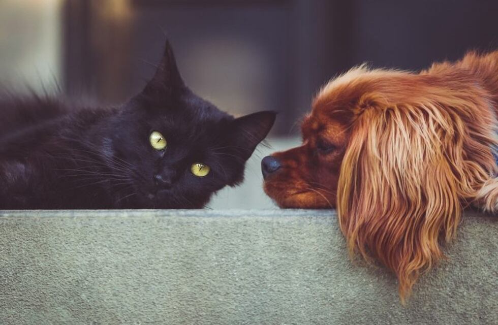Convivir con un animal de compañía