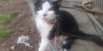 Tandil: rescataron y dieron en adopción un gatito que era maltratado por su dueño