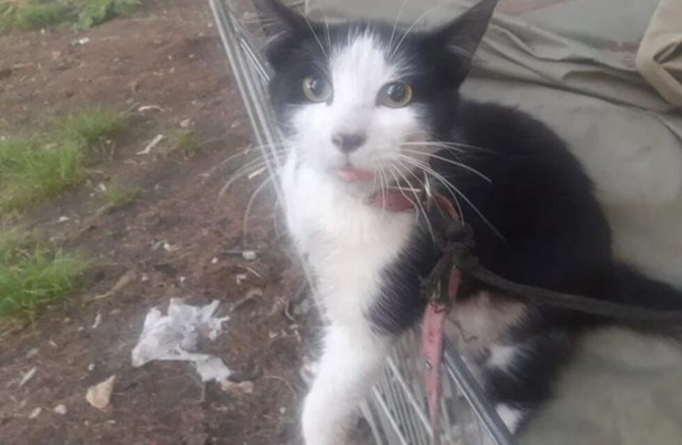 Tandil: rescataron y dieron en adopción un gatito que era maltratado por su dueño