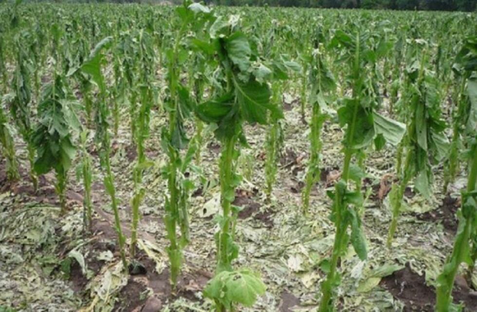 Más de 100 hectáreas tabacaleras se vieron afectadas por el granizo