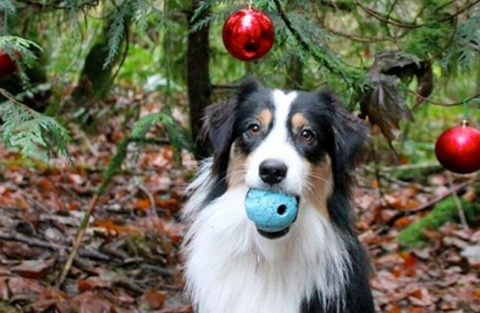 Viral: Secret, el perro que ayuda a su dueña a armar el arbolito de Navidad