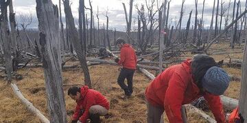 Reforetación en Tierra del Fuego