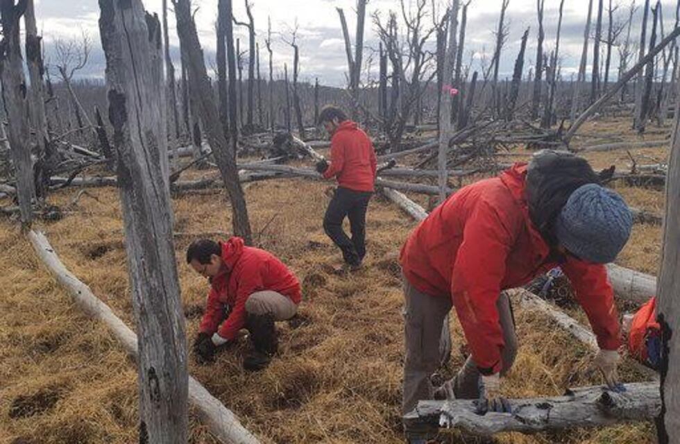 La provincia suma mas de 40 mil nuevos árboles para reforestar el lote 93