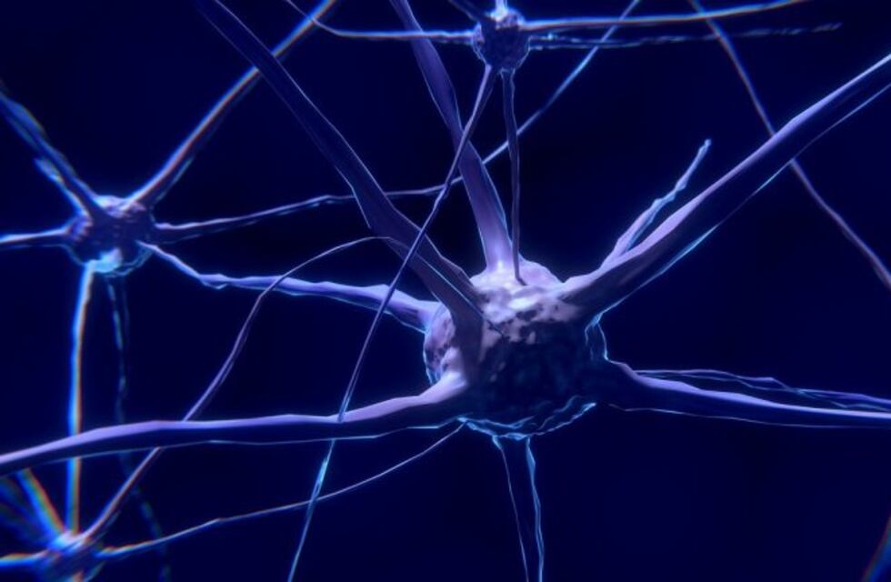 No existen el "cerebro masculino y cerebro femenino" según la biología