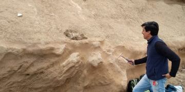 Hallan restos fósiles de un perezoso gigante de más de 500\u002E000 años de antigüedad en Mar del Plata