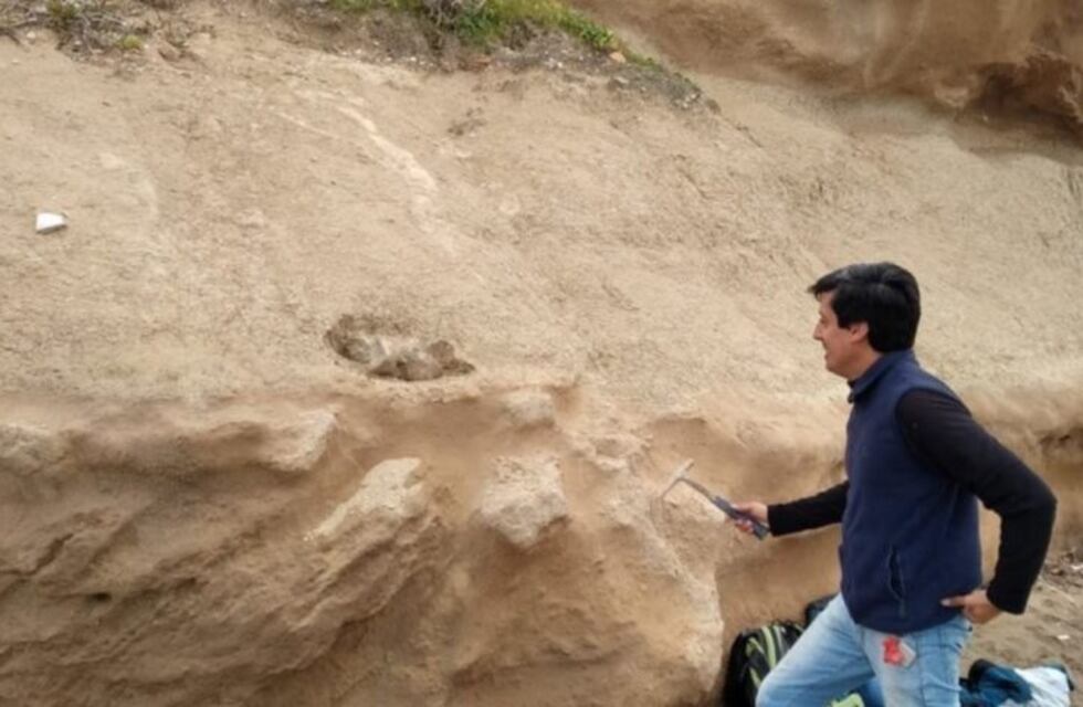 Encontraron restos fósiles de un perezoso gigante de más de 500.000 años de antigüedad en Mar del Plata