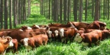 Terneros en mercado de Misiones\u002E (MiisionesOnline)