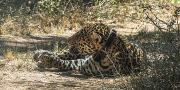 Acuerdos para dar continuidad al Proyecto de conservación del Yaguareté