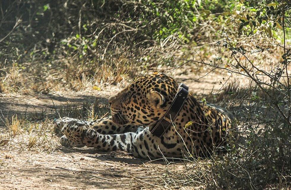 Acuerdos para dar continuidad al Proyecto de conservación del Yaguareté