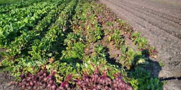 En una cárcel de La Plata cosecharon 130 kilos de verdura y los donaron a un hospital de Melchor Romero (Web)