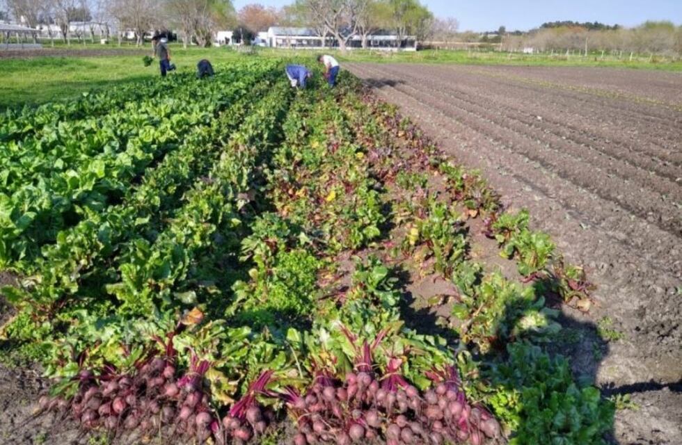 En una cárcel de La Plata, cosecharon 130 kilos de verdura y los donaron a un hospital
