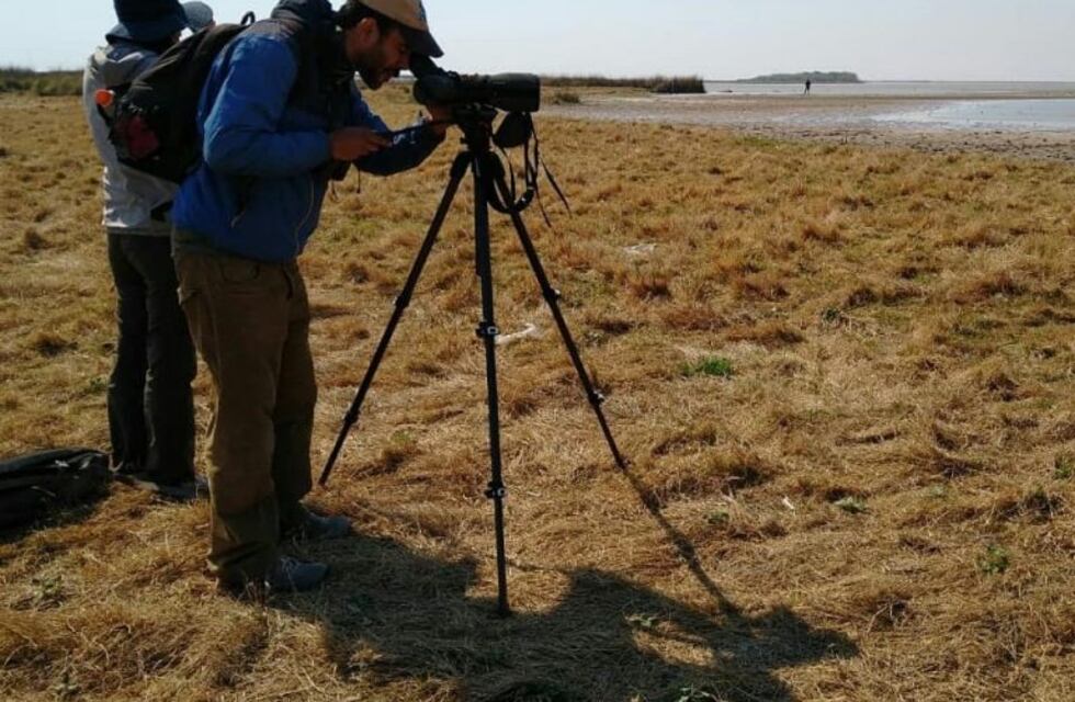 Ansenuza: Aves Argentinas realiza un censo de aves playeras