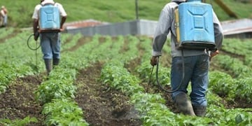 Hallan indicios de daño genético por exposición a agroquímicos\u002E (Web)\u002E