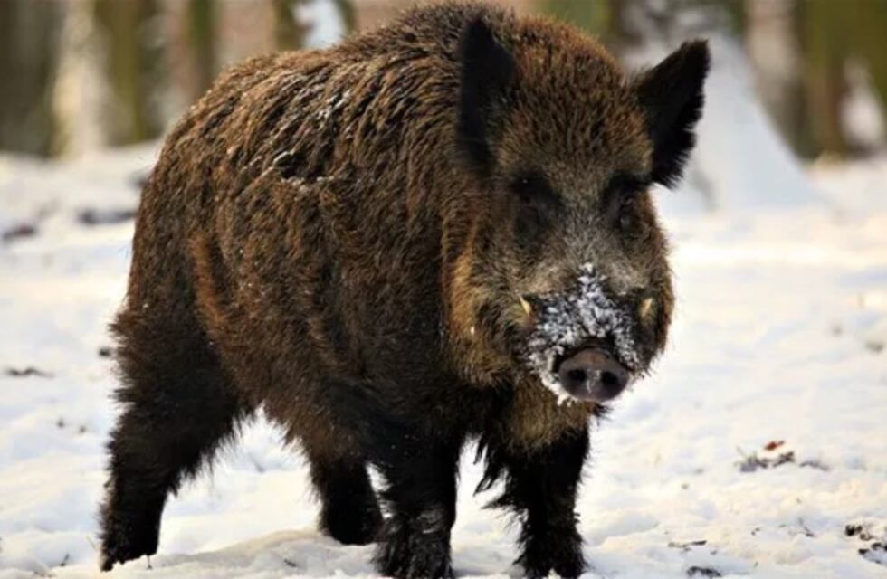 Neuquén: advierten por el incremento de triquinosis en jabalíes