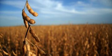 Exportaciones de harina y aceite de soja en baja por la intervención gubernamental