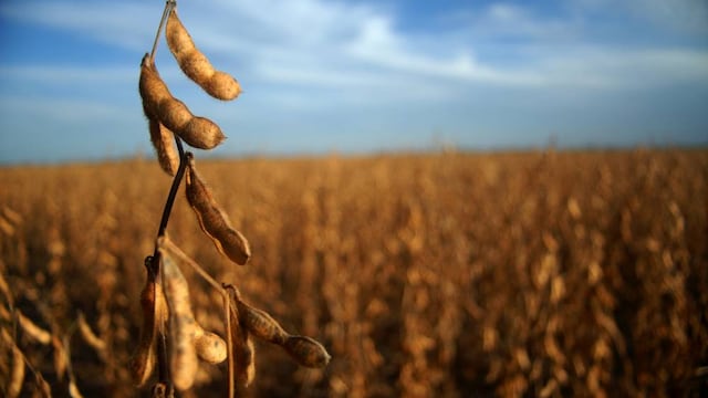 Exportaciones de harina y aceite de soja en baja por la intervención gubernamental