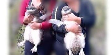 Santa Cruz inició acciones contra visitantes que se fotografiaron con pingüinos en Cabo Vírgenes