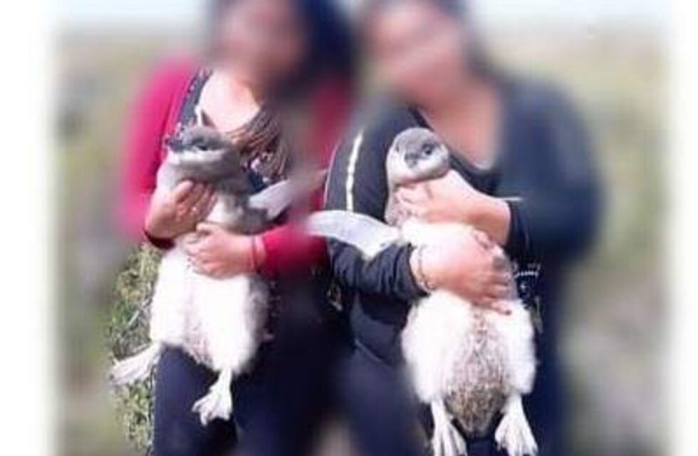 Santa Cruz inició acciones contra visitantes que se fotografiaron con pingüinos en Cabo Vírgenes