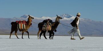 ACOMPAÑA CRÓNICA - AME4817\u002E JUJUY (ARGENTINA), 06/06/2020\u002E- Fotografía cedida por Caravana de Llamas que muestra tres llamas en el valle de Maimara, en la Provincia de Jujuy (Argentina)\u002E La llama se asoma curiosa a la pantalla de la videollamada y la distancia de cientos o miles de kilómetros desaparece para trasladar de inmediato al interlocutor a los cerros de colores y el cielo celeste puro del norte argentino\u002E Crisis es sinónimo de oportunidad, dicen los expertos, y de ello se aferran los emprendedores turísticos en la Argentina en momentos en que la pandemia de coronavirus sume al sector en una crisis que pone en grave riesgo su supervivencia\u002E EFE/ Caravana de Llamas SÓLO USO EDITORIAL/NO VENTAS