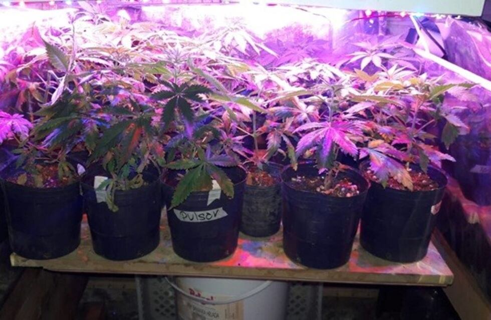 Dos detenidos por cultivo de plantas de marihuana en Bahía Blanca