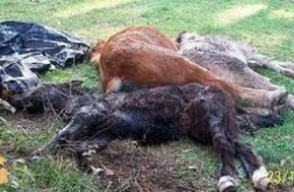 Alerta por el robo y faena ilegal de caballos en Mendoza