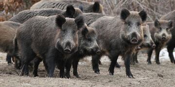 Productores alertaron sobre chanchos salvajes en campos\u002E (Archivo)