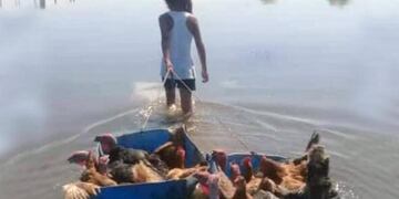 Morena cruzó el río junto con los animales\u002E