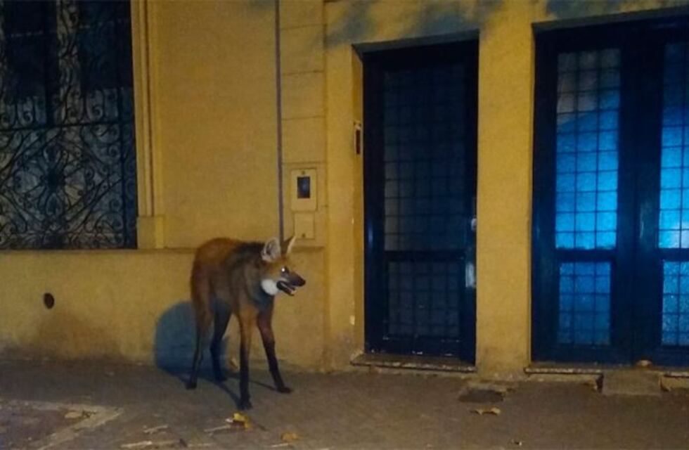 Triste final: murió el aguará guazú que habían encontrado en zona norte