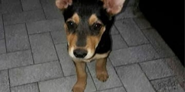 La perrita Kika fue baleada por el hombre que ahora va a juicio oral\u002E