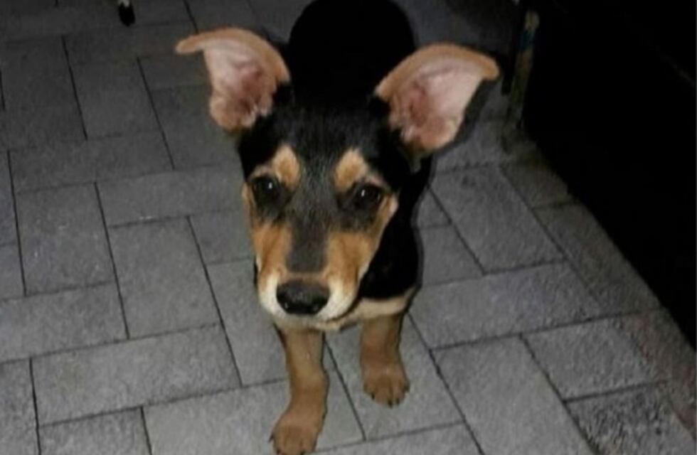 Va a juicio oral el hombre que mató a una perrita porque "le comió el asado"