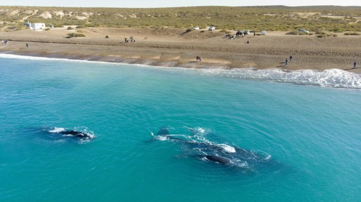 ACOMPAÑA CRÓNICA - AME4817\u002E CHUBUT (ARGENTINA), 06/06/2020\u002E- Fotografía cedida por Puerto Madryn que muestra las ballenas en Puerto Madryn el pasado mes de agosto del 2019, en Chubut (Argentina)\u002E La llama se asoma curiosa a la pantalla de la videollamada y la distancia de cientos o miles de kilómetros desaparece para trasladar de inmediato al interlocutor a los cerros de colores y el cielo celeste puro del norte argentino\u002E Crisis es sinónimo de oportunidad, dicen los expertos, y de ello se aferran los emprendedores turísticos en la Argentina en momentos en que la pandemia de coronavirus sume al sector en una crisis que pone en grave riesgo su supervivencia\u002E EFE/ Puerto Madryn SÓLO USO EDITORIAL/NO VENTAS